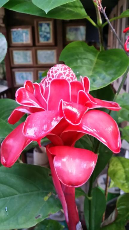 L'Ecomusee Creole De La Guadeloupe Sainte-Rose Zimmer foto